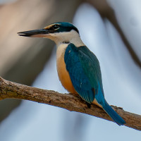 Sacred Kingfisher